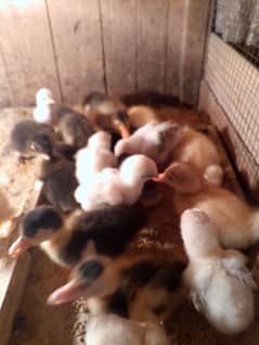 duck chicks for sale