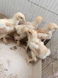 healthy golden buff chicks (per pair 1700)