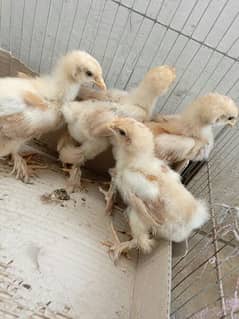 cute and healthy golden buff chicks (per piece 800)