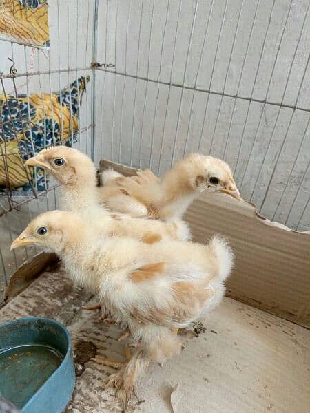 cute and healthy golden buff chicks (per piece 800) 1