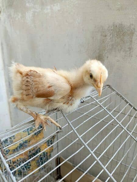 cute and healthy golden buff chicks (per piece 800) 2