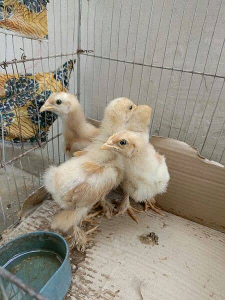 cute and healthy golden buff chicks (per piece 800) 3