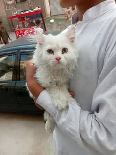 Persian Kittens Kitten /mother White/ Gray /black mother triple coated