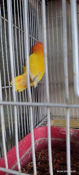 yellow personta/fishri breeder pair 5 eggs & 1 chick 5months with cage 3