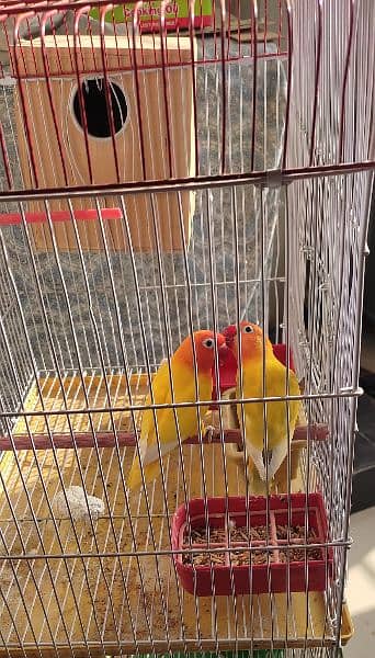 yellow personta/fishri breeder pair 5 eggs & 1 chick 5months with cage 10
