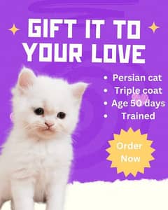 persian triple coated cat of pure breed white colour