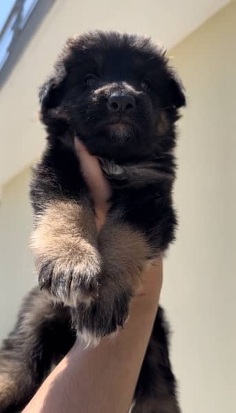 German Shepherd male/ female pups for sale 1