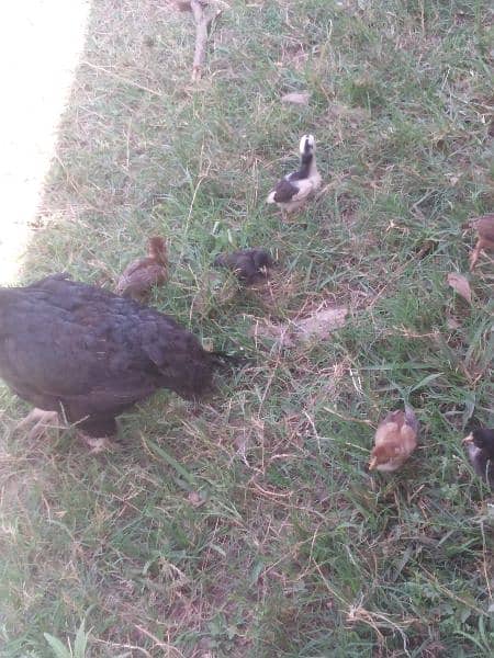 aseel hen with chicks 1