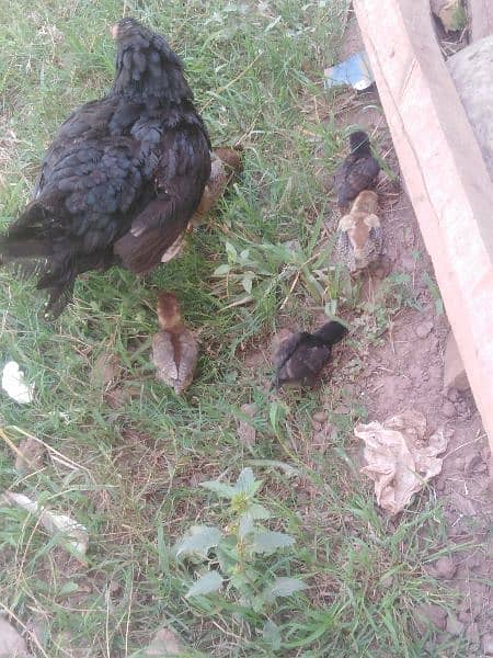 aseel hen with chicks 2
