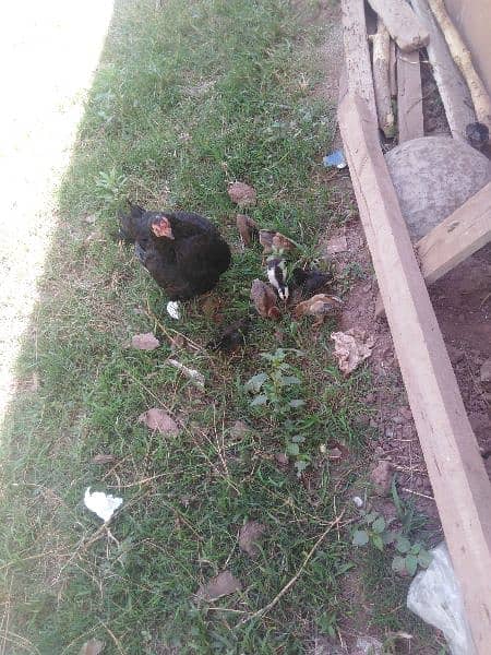 aseel hen with chicks 3