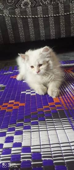 Persian female kitten for sale.