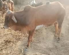 health bull for kurbani vedio k leay watsapp pa rabta kry