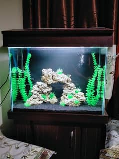 Artificial Planted Aquarium With Tiger Barb Fishes