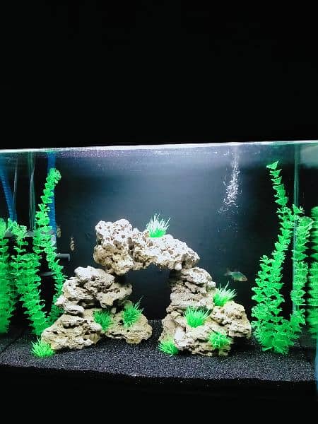 Artificial Planted Aquarium With Tiger Barb Fishes 2