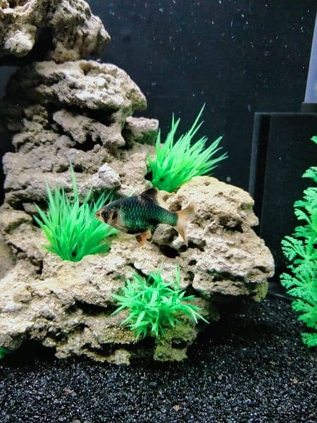 Artificial Planted Aquarium With Tiger Barb Fishes 3