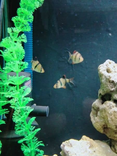 Artificial Planted Aquarium With Tiger Barb Fishes 4