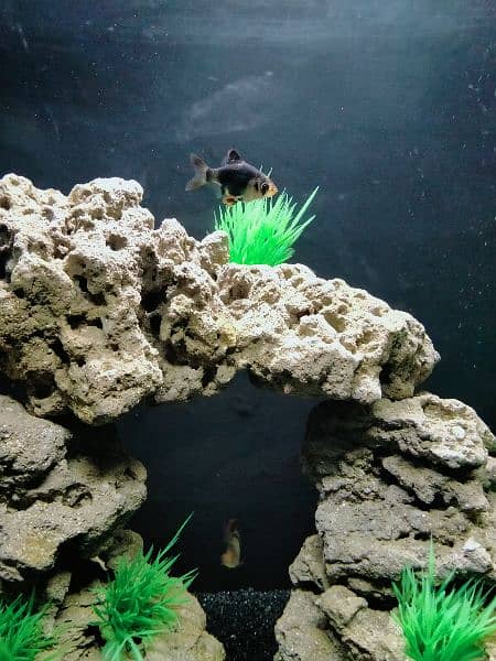 Artificial Planted Aquarium With Tiger Barb Fishes 5