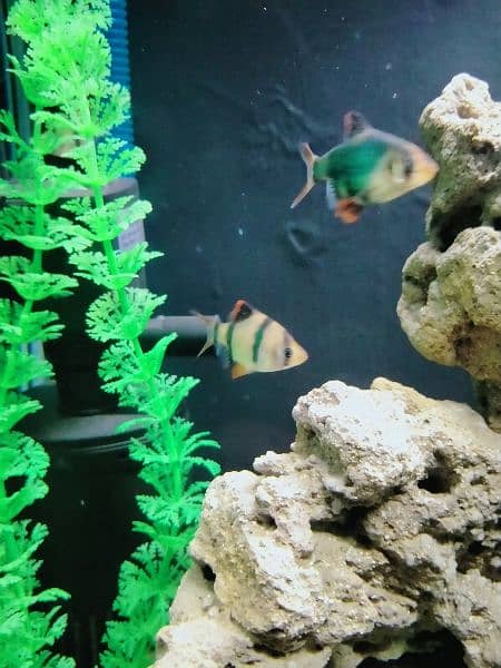 Artificial Planted Aquarium With Tiger Barb Fishes 6