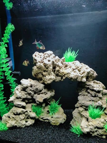 Artificial Planted Aquarium With Tiger Barb Fishes 7