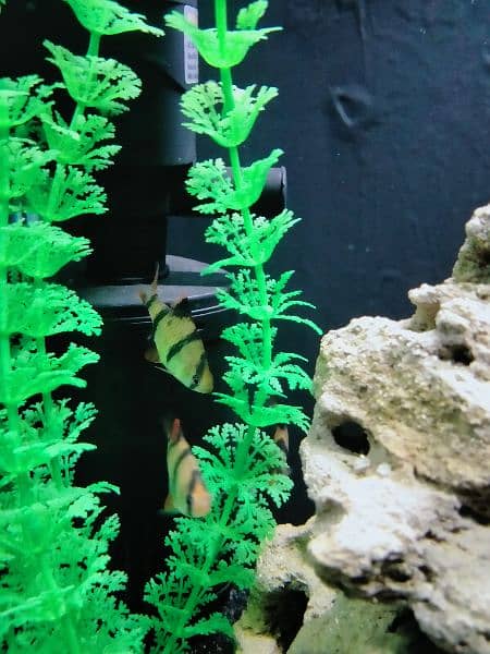 Artificial Planted Aquarium With Tiger Barb Fishes 8