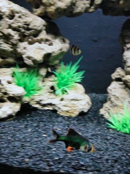 Artificial Planted Aquarium With Tiger Barb Fishes 10
