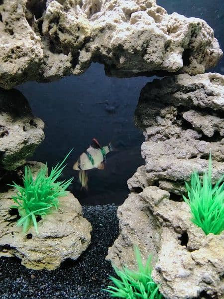 Artificial Planted Aquarium With Tiger Barb Fishes 11