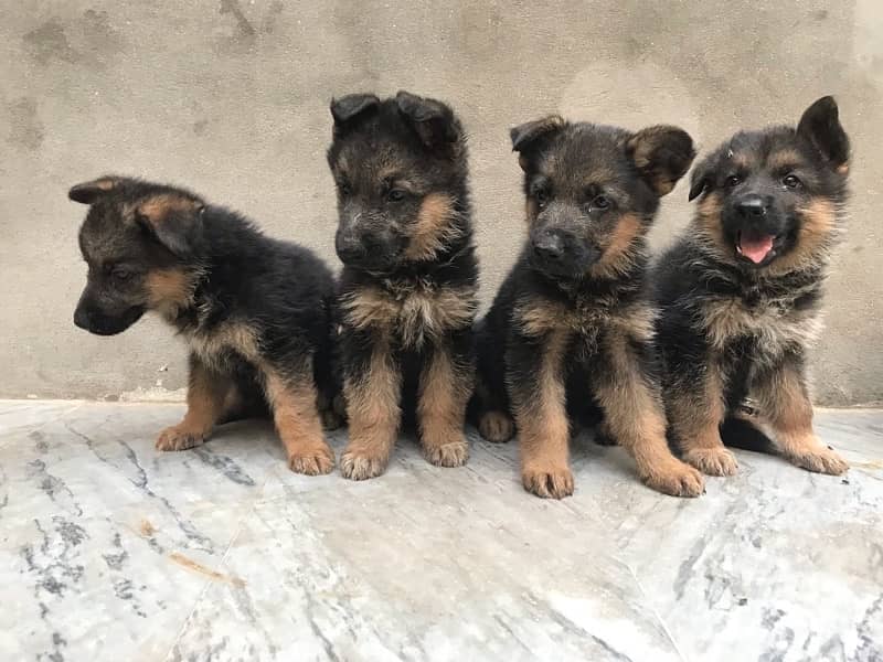 High Quality German shaferd puppies For sale in Pakistan 4