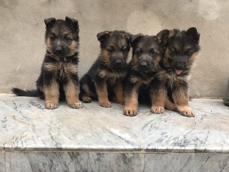 High Quality German shaferd puppies For sale in Pakistan 5