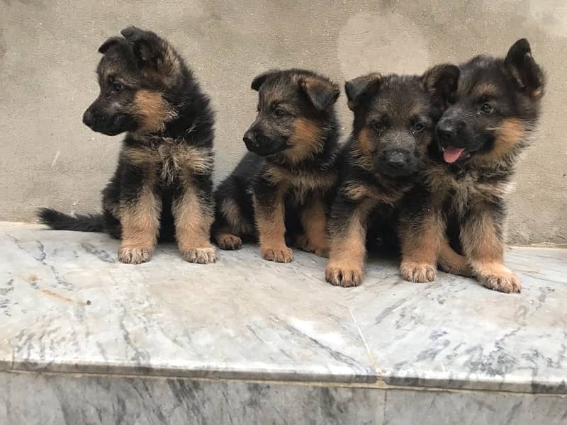 High Quality German shaferd puppies For sale in Pakistan 6