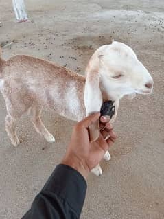 goat with kid