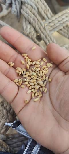 wheat for sale at chunian pattoki kasur