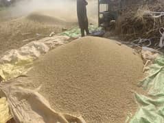 wheat for sale at wapda town lahore