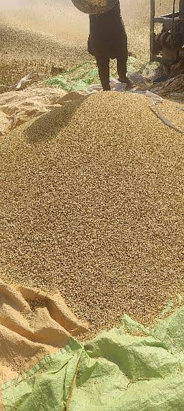 wheat for sale at wapda town lahore 1