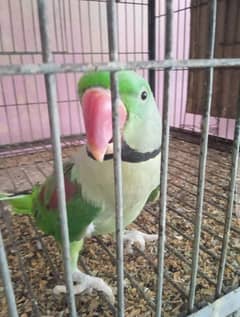 raw breeding parrot for sale