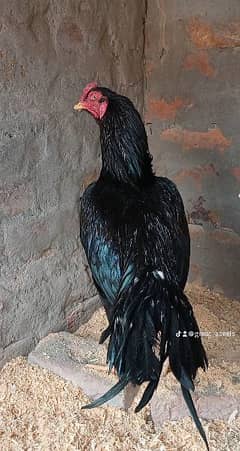 Aseel Chick's for sale | High Quality Mushki Breed | Chozay for sale 0