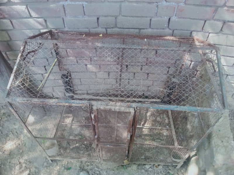 steel cage 1