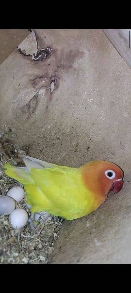 yellow personta/fishri breeder pair 5 eggs & 1 chick 5months with cage 0