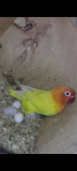 yellow personta/fishri breeder pair 5 eggs & 1 chick 5months with cage 1