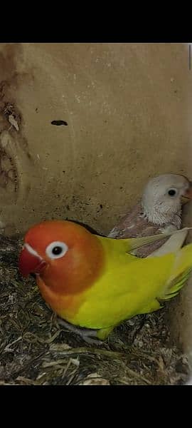 yellow personta/fishri breeder pair 5 eggs & 1 chick 5months with cage 14