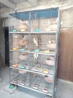 all parrots to sell with cages