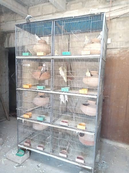 all parrots to sell with cages 0