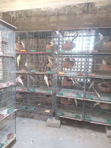 all parrots to sell with cages 1