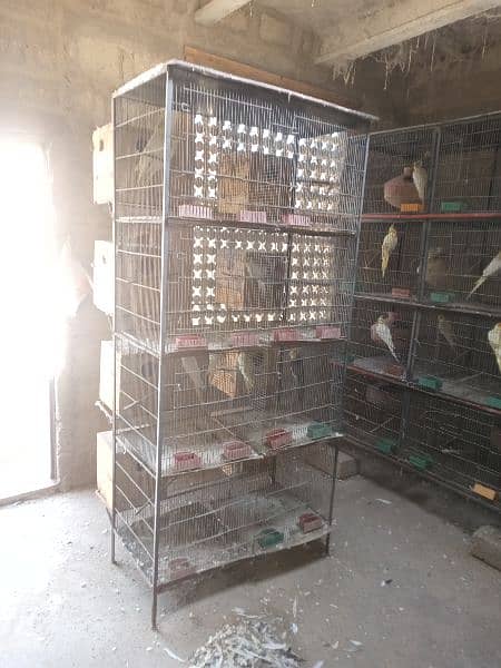 all parrots to sell with cages 2