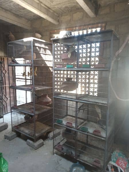all parrots to sell with cages 3