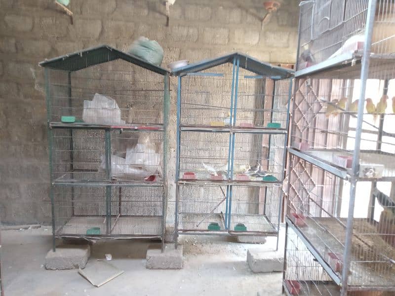 all parrots to sell with cages 4