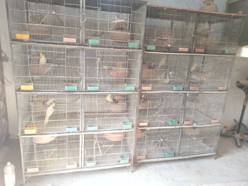 all parrots to sell with cages 5