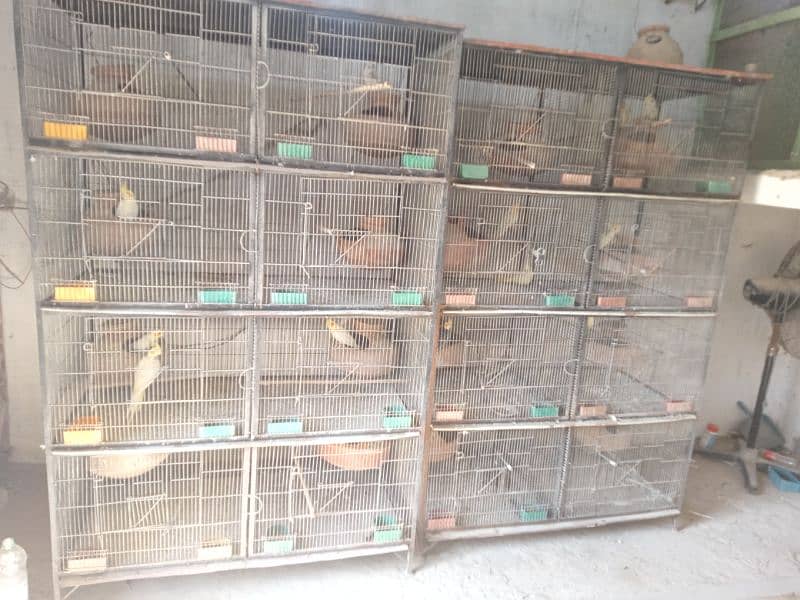 all parrots to sell with cages 6
