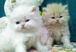 persian cat kitten