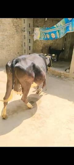 cow for sale 10 days remaining in delivery