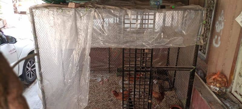 hens cage 1